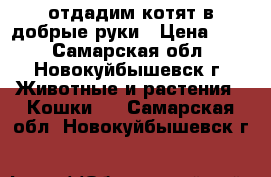  отдадим котят в добрые руки › Цена ­ 50 - Самарская обл., Новокуйбышевск г. Животные и растения » Кошки   . Самарская обл.,Новокуйбышевск г.